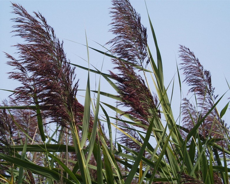 Hình ảnh cây Sậy