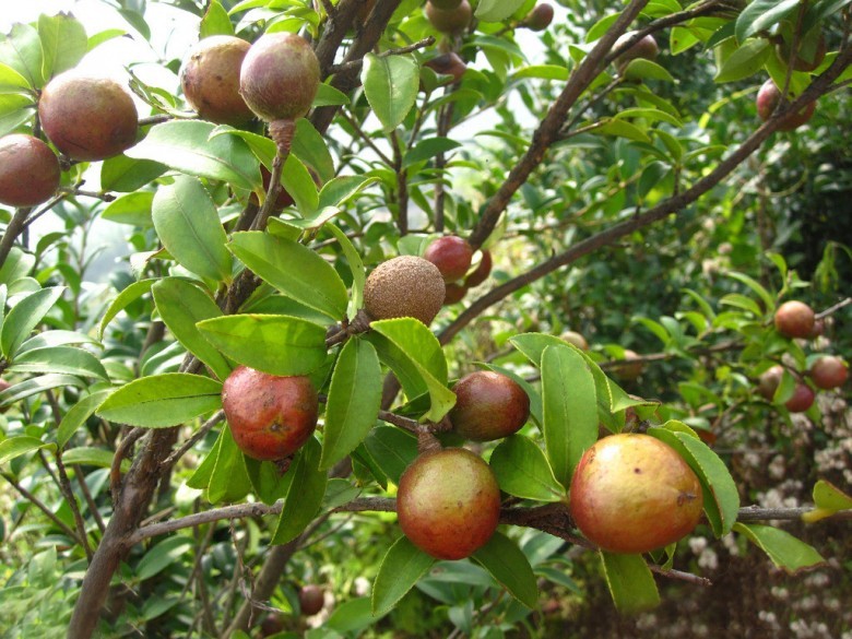 Hình ảnh quả, cây Sở dầu