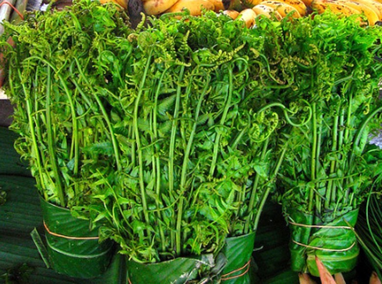 Hình ảnh bó rau dớn Người ta lấy lá non, ngọn non dùng luộc, nấu canh, xào thịt, cũng có thể dùng ăn sống. 
