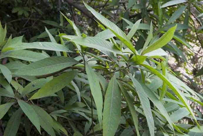 Hình ảnh cây Tử châu lá nhọn