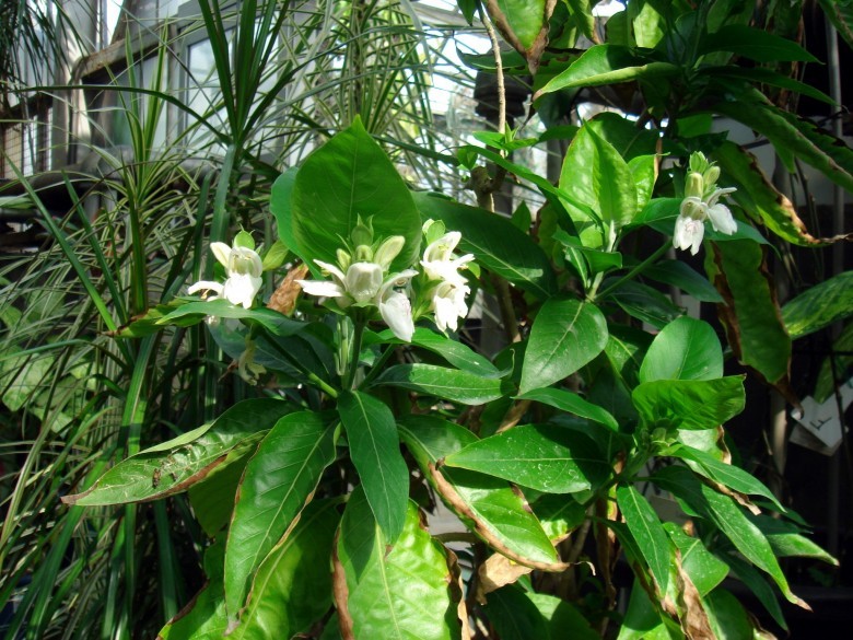 Hình ảnh cây Cang mai