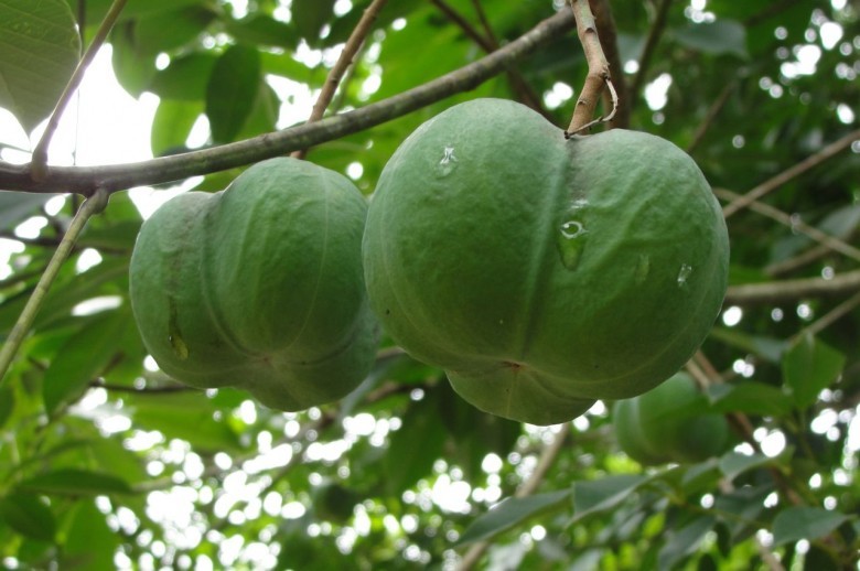 Hình ảnh quả cây Cao su