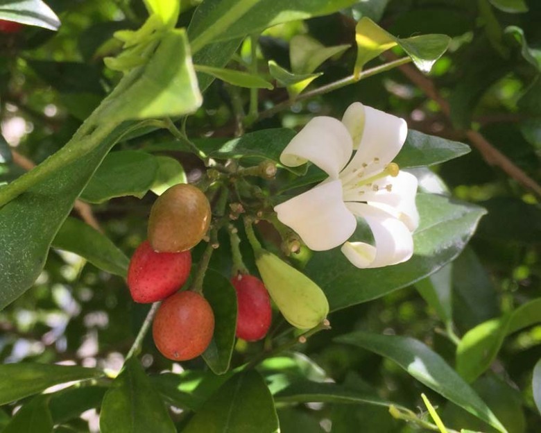 Hình ảnh cây Nguyệt quới
