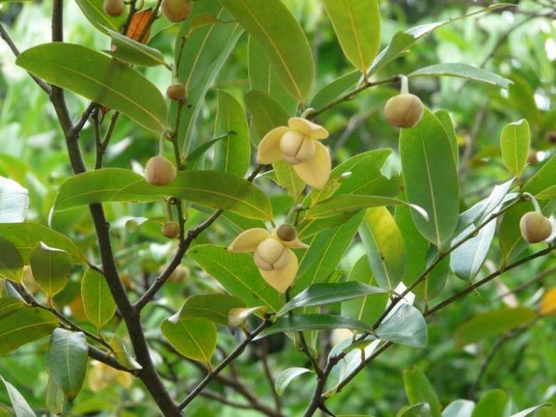 Hình ảnh cây Dũ dẻ trơn