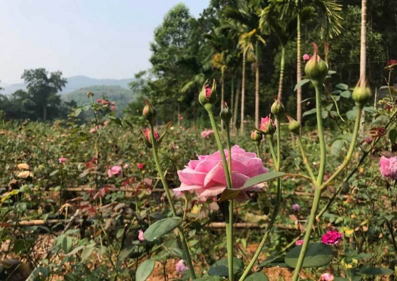 Hình ảnh cây Hoa Hồng