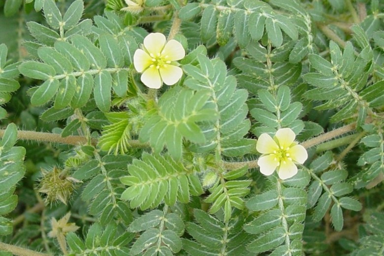 Hình ảnh cây Gai ma vương