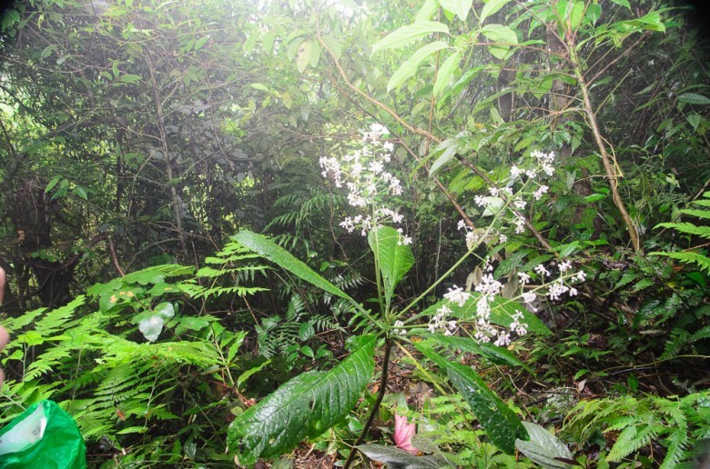Hình ảnh cây Lài sơn