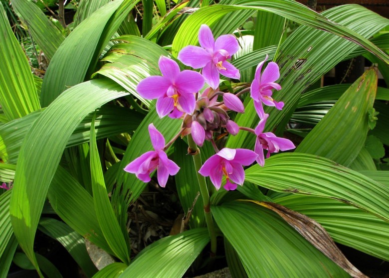 Hình ảnh cây Lan cau tím