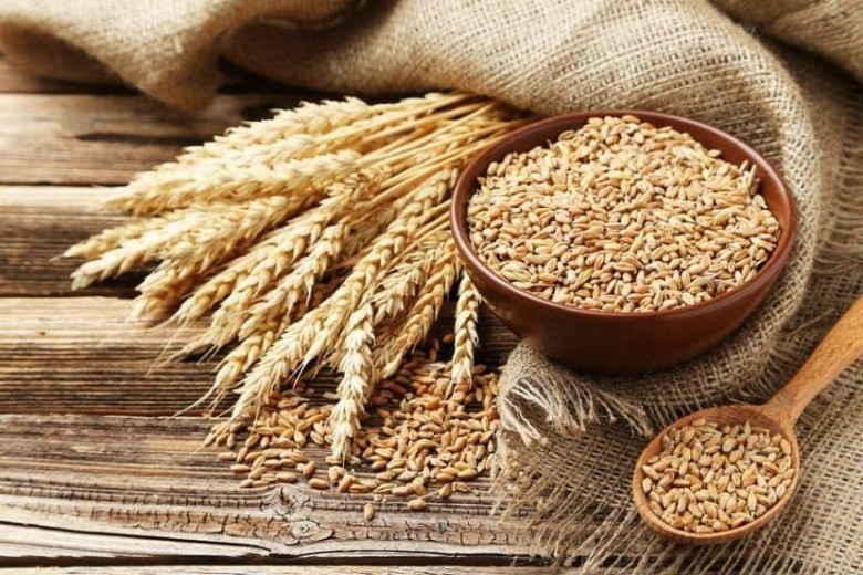 Hình ảnh hạt cây Lúa mạch