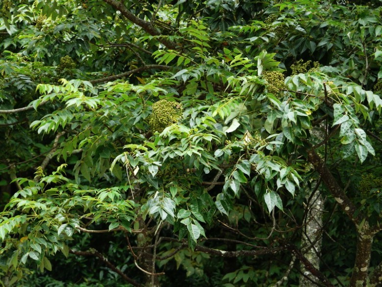 Hình ảnh cây Ngô thù du