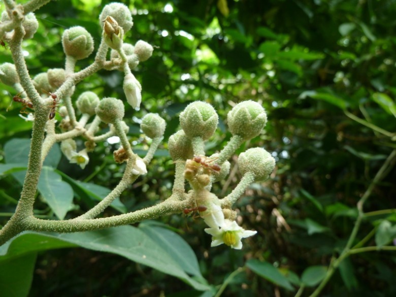 Hình ảnh hoa, quả non cây Ngoi