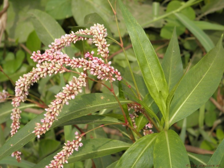 Hình ảnh hoa, cây Nghể nhẵn