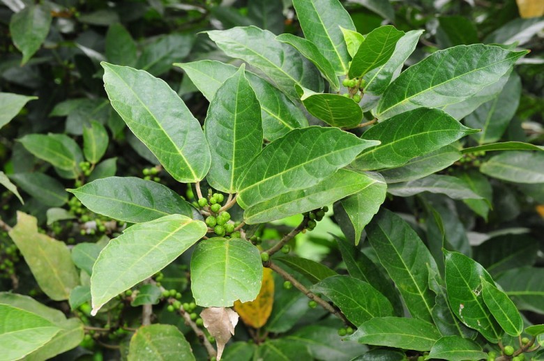 Hình ảnh cây Ngái