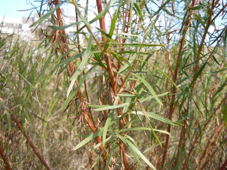 Hình ảnh cây Ngải thơm