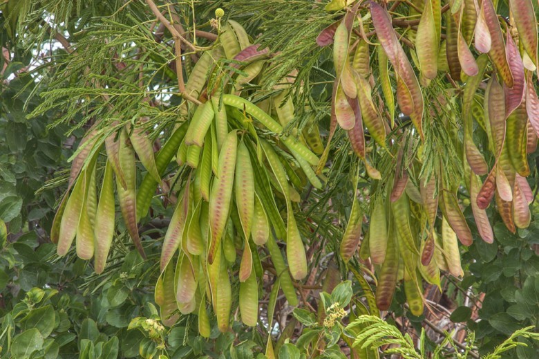 Hình ảnh quả cây Keo giậu