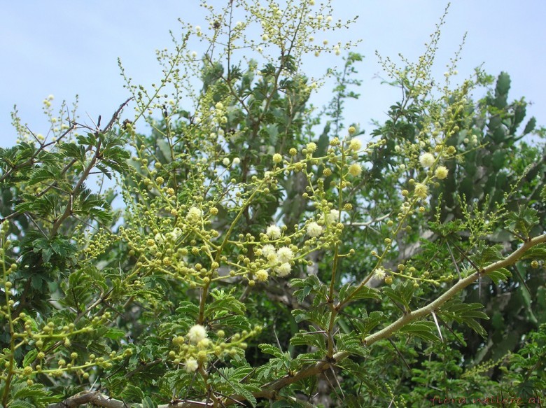 Hình ảnh hoa cây Keo trắng