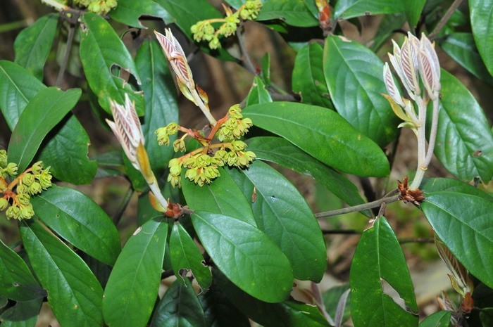 Hình ảnh hoa cây Kháo lông nhung