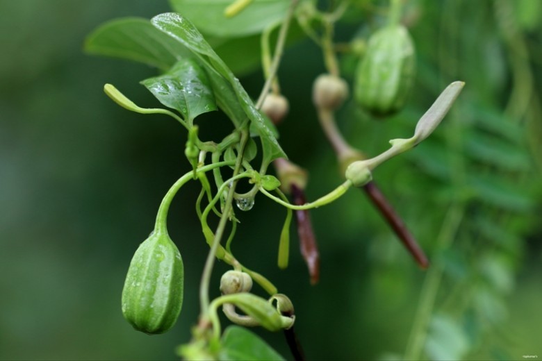Hình ảnh cây Khoai ca
