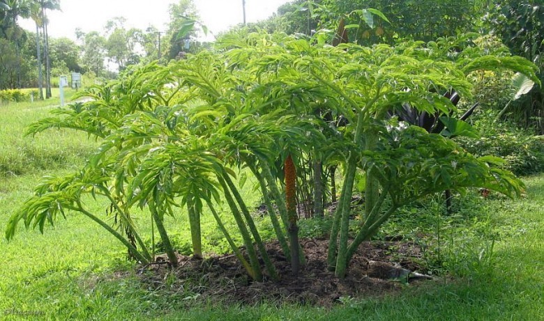 Hình ảnh cây Khoai na