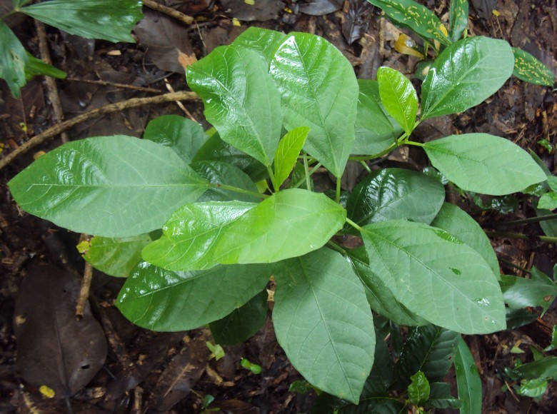 Hình ảnh cây Khôi nước