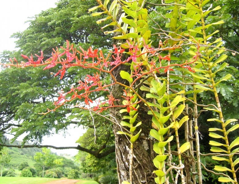 Hình ảnh cây Khô mộc