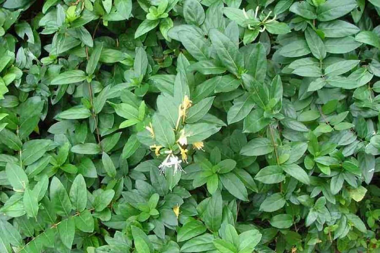 Hình ảnh cây Kim ngân lẫn