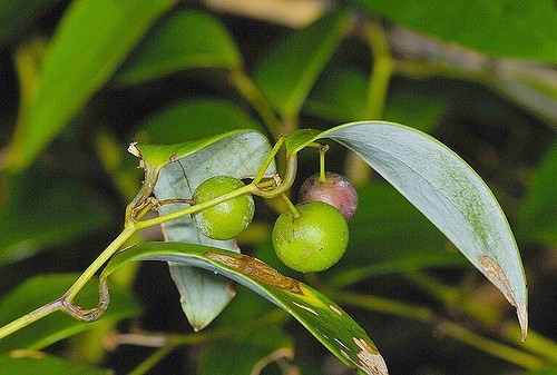 Hình ảnh quả cây Kim cang lá quế