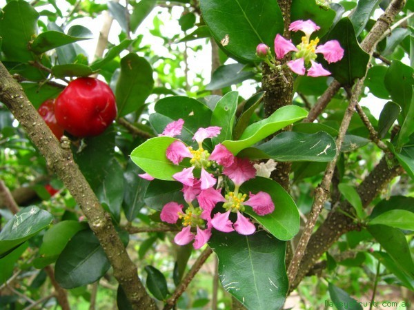 Hình ảnh cây Kim đồng nam