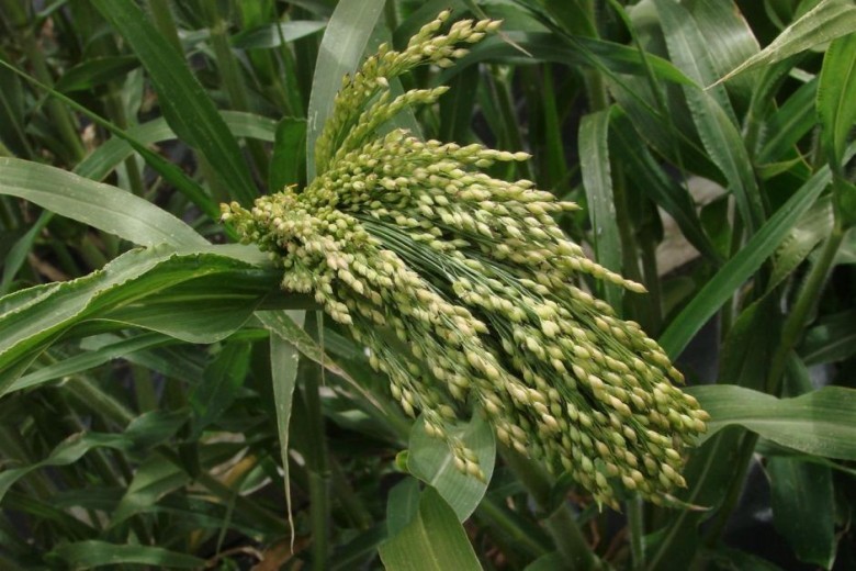 Hình ảnh cây Cỏ kê