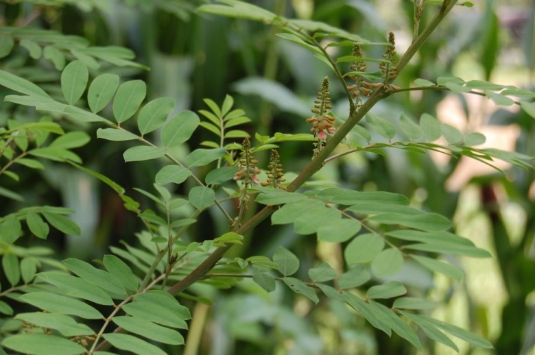 Hình ảnh hoa cây Chàm bụi