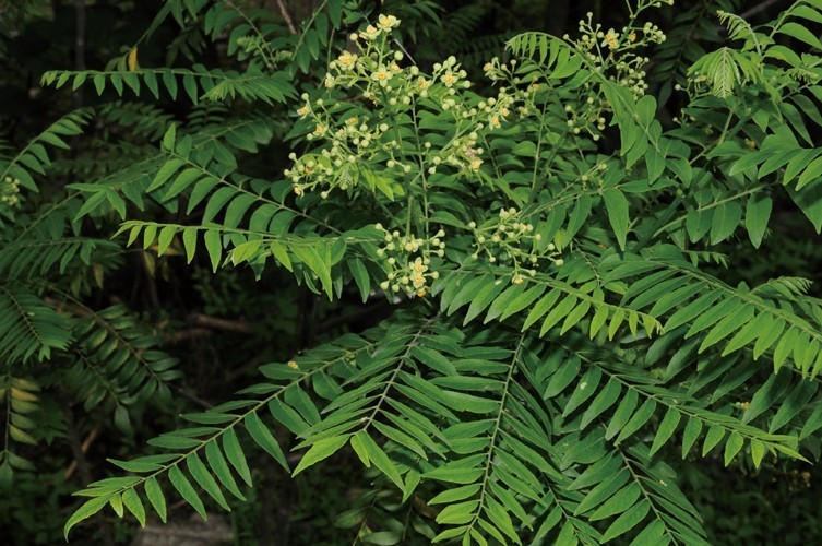 Hình ảnh hoa cây Châm châu
