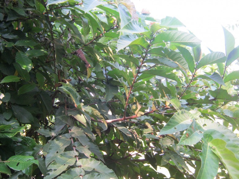 Hình ảnh lá cây Cọ nọt
