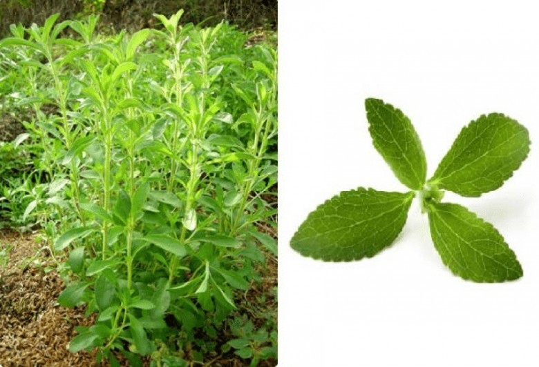 Hình ảnh cây Cỏ Ngọt