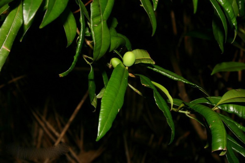 Hình ảnh cây  Còng da
