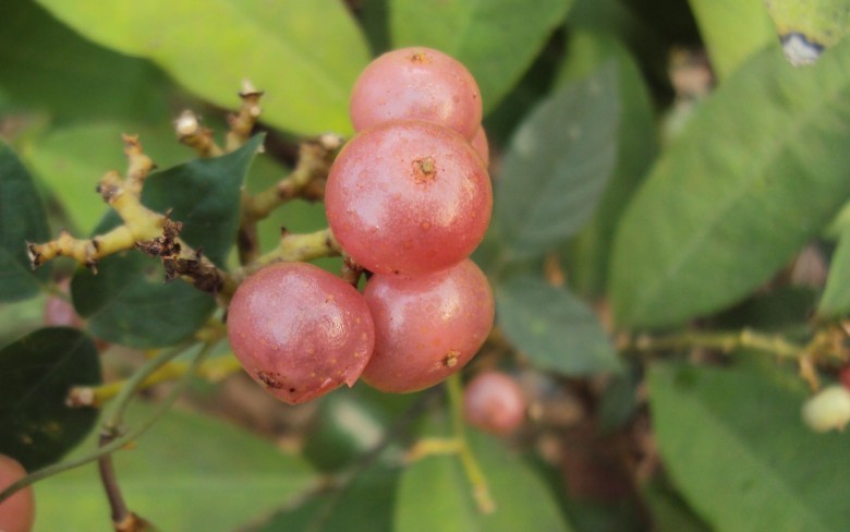 Hình ảnh quả cây Cơm rượu