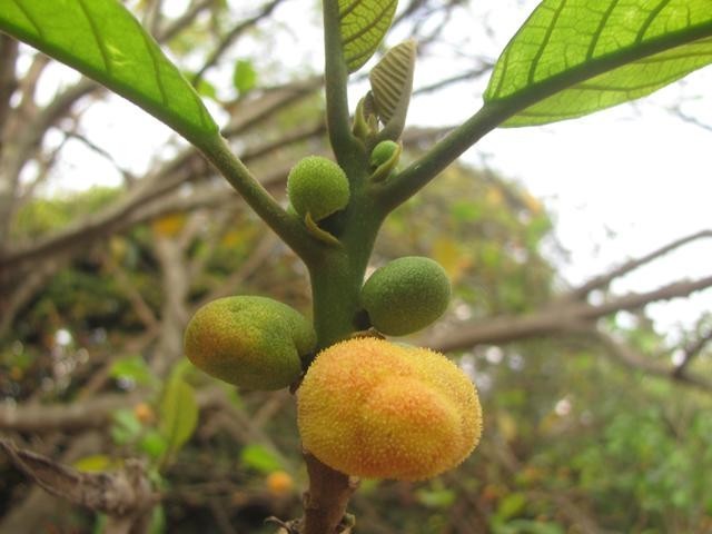 Hình ảnh quả chay