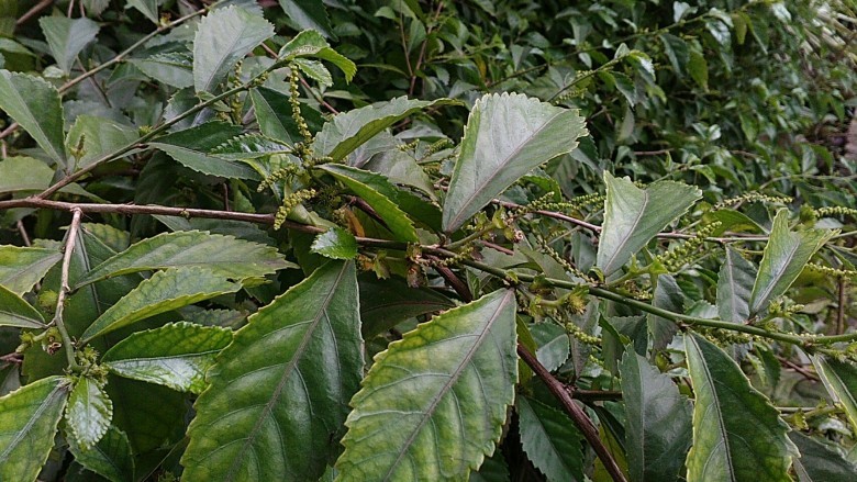 Hình ảnh cây Chè hàng rào