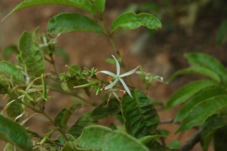 Hình ảnh hoa cây Chè lông