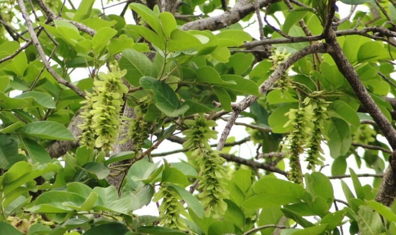 Hình ảnh cây Chẹo bông