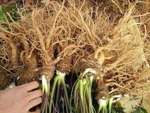 Hình ảnh rễ sâm đương quy tươi