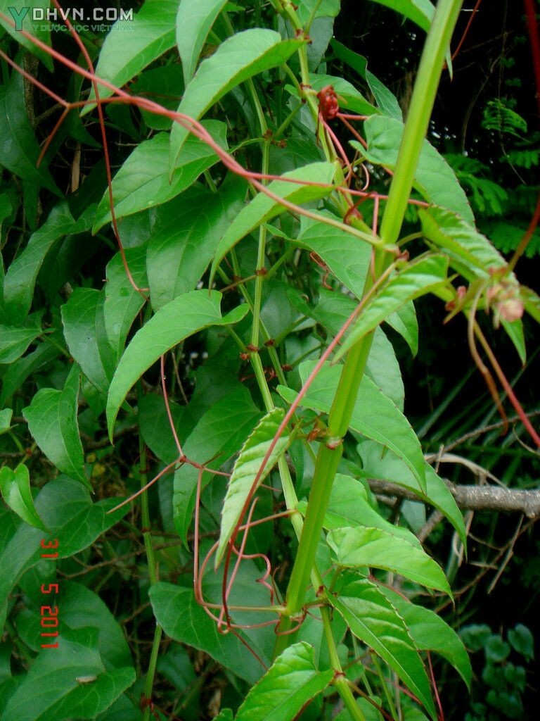 Hình ảnh cây Chìa vôi mũi giáo