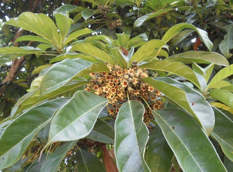 Hình ảnh hoa, lá cây Cola