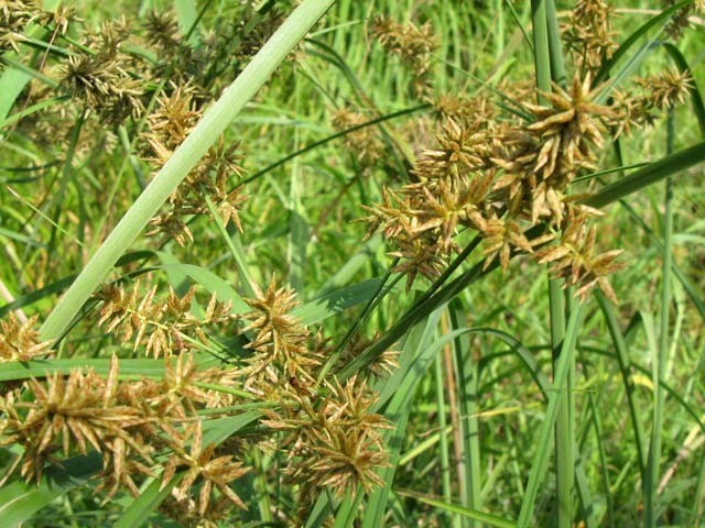 Hình ảnh cây Cói nước