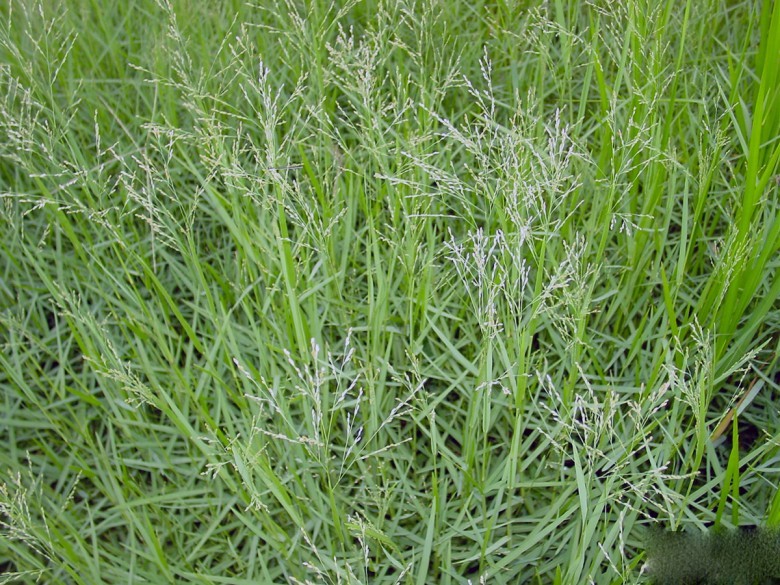 Hình ảnh cây Cỏ gừng
