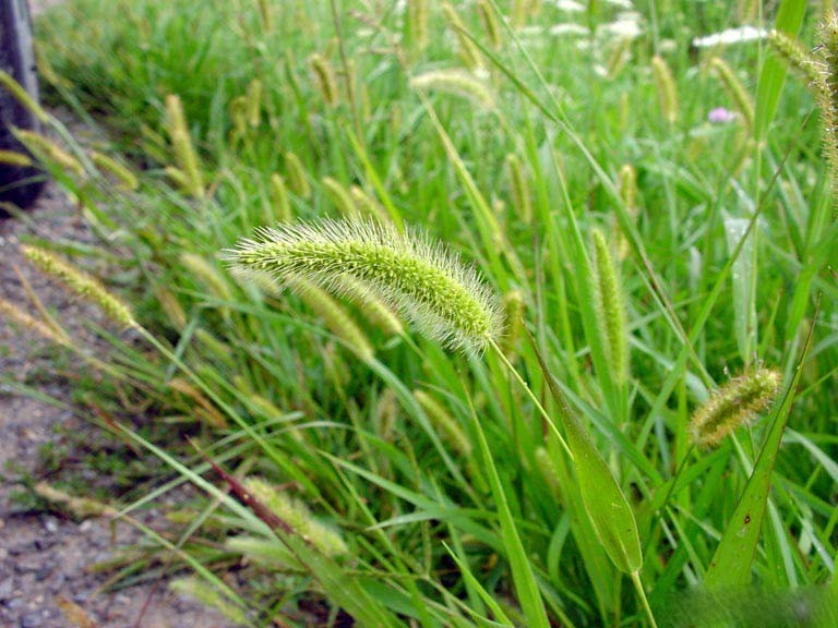 Hình ảnh cây Cỏ đuôi chó