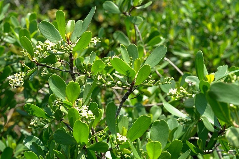 Hình ảnh cây Cọc vàng