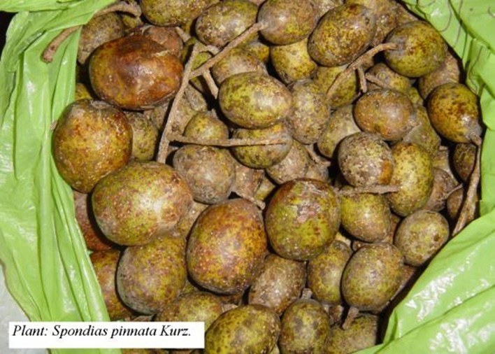 Hình ảnh quả cây Cóc chua