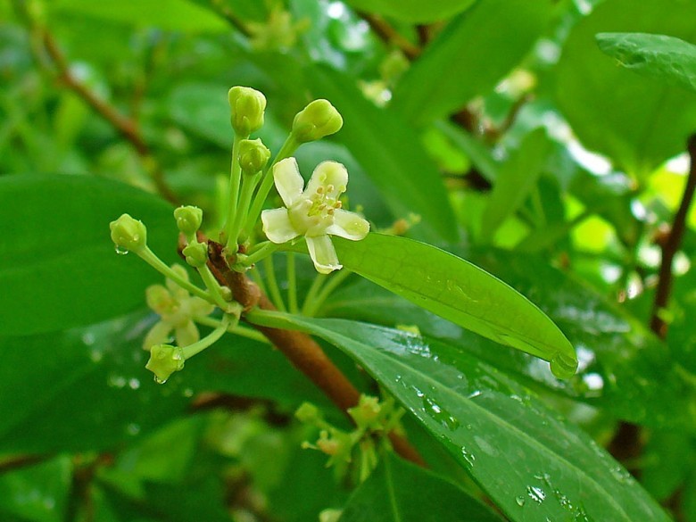 Hình ảnh hoa cây Coca