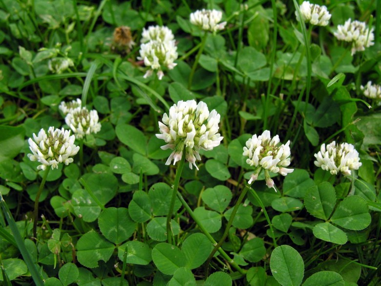Hình ảnh hoa, cây Cỏ ba lá