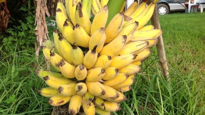 Hình ảnh buồng chuối tây chín